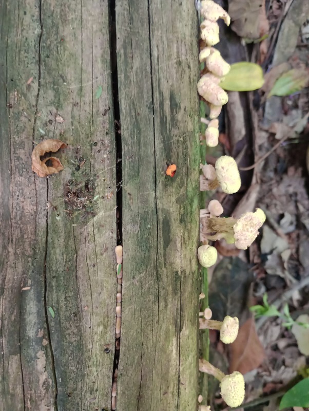 The valuable natural treasure protected by El Morado.